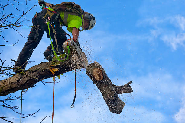 How Our Tree Care Process Works  in  Canton, GA